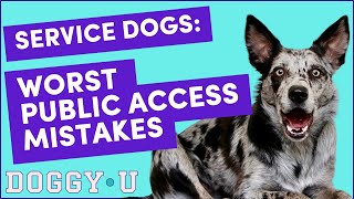 Service Dog Etiquette for Handlers (Best Practices for Service Dog Teams - Public Access)