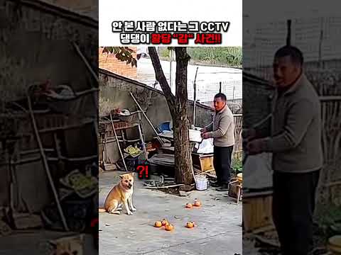안 본 사람 없다는  그  CCTV 댕댕이  황당 감 사건!! #강아지