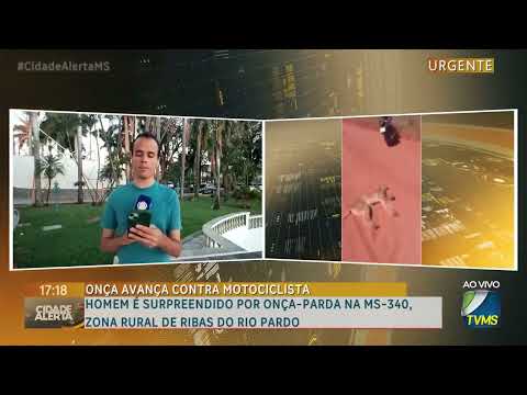 Homem é surpreendido por onça pintada na MS-340, zona rural de Ribas do Rio Pardo