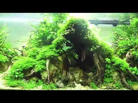 L'aquarium de Julien Voultoury IAPLC 2014 ADA Takashi Amano - Technique Aquascaping