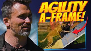 EASY A-Frame Agility Training for Dogs!