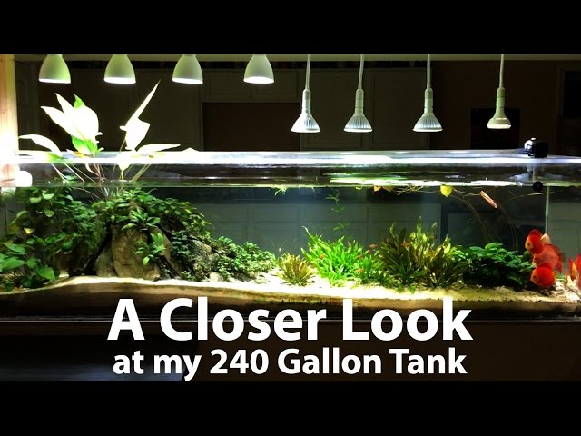 240 Gallon Planted Discus Tank - A Closer Look