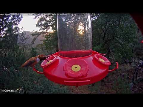 Rufous Hummingbirds Return To West Texas Feeder – July 11, 2018