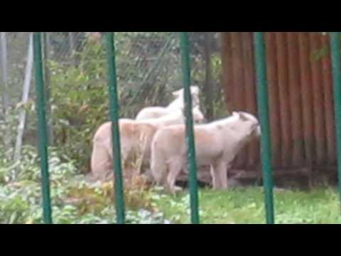 Wisentgehege Springe, Polarwölfe