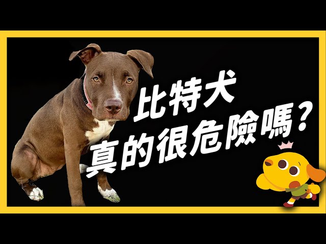 比特犬其實很溫柔，只是大家都誤會了？全面禁養政策，有什麼爭議？｜志祺七七