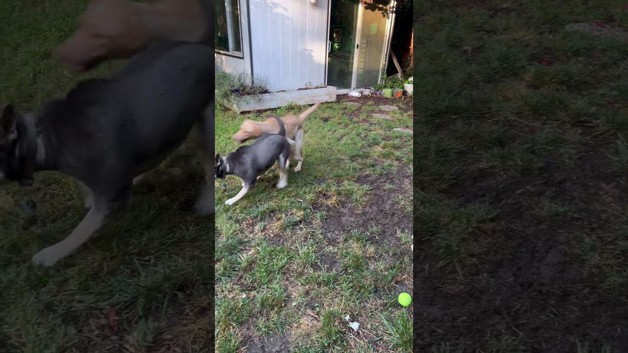 Honey, a ADOPTABLE Labrador Retriever in Sacramento, CA video 6/6