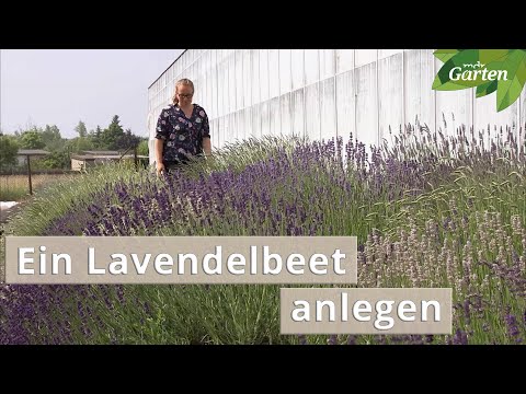 Profi-Tipps: Ein Beet mit Lavendel gestalten | MDR