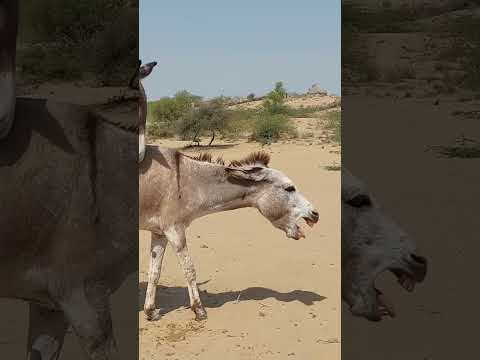 #meeting #mankey #horse #donkey #animals #funnyvideo #viralvideo #shortvideo #bikanerkisherni