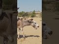 Meeting Mankey Horse Donkey Animals Funnyvideo Viralvideo Shortvideo Bikanerkisherni