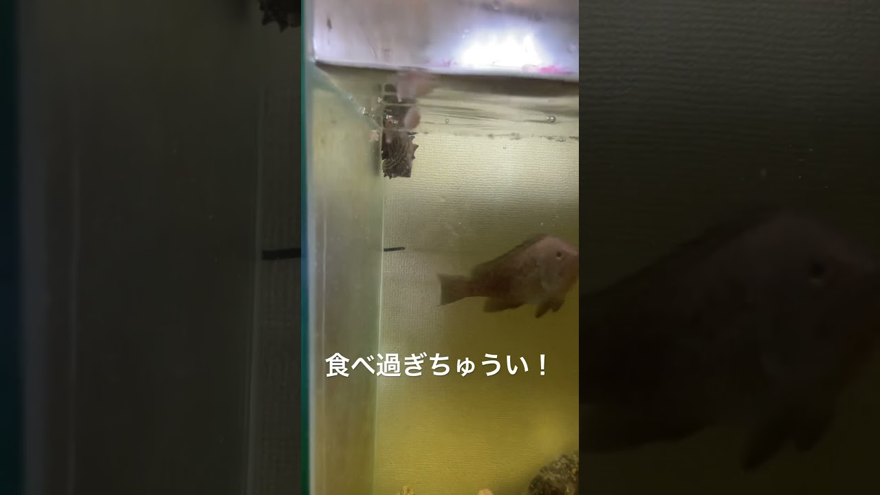 [アクアリウム]オオモンハタの食いっけがすごい！！