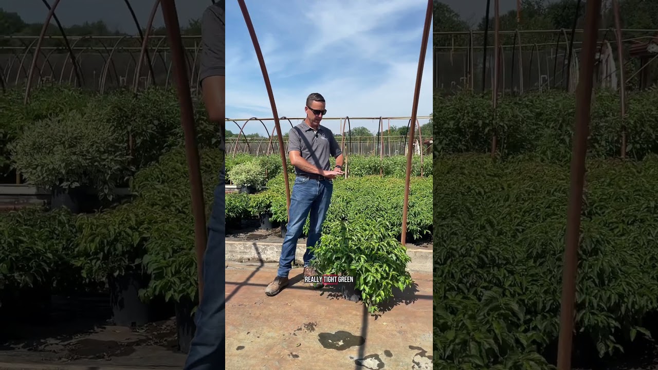 What's Lookin' Good?