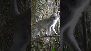 Download lagu Angry monkey, loud voice #sorts mp3 Download lagu Angry monkey, loud voice #sorts mp3