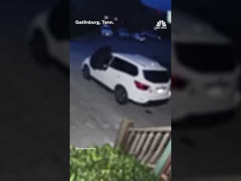 Ring camera video shows a bear breaking into a family's car in Tennessee