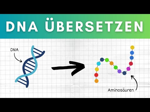 So übersetzt du DNA in Aminosäuren / Genetischer Code / Transkription & Translation