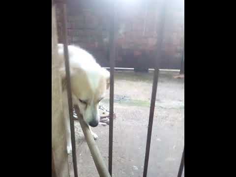 Meu Amor video