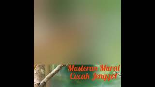 Download lagu | Cucak Jenggot Rapat | Jeda Waktu mp3