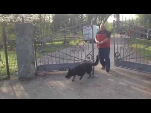 Bayco vom hofe Schumacher circa. May 2013