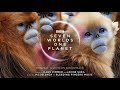 Seven Worlds One Planet Suite - Hans Zimmer and Jacob Shea