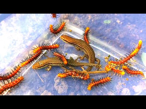 Is this a silkworm?? Catch, observe beautiful caterpillars and lizards