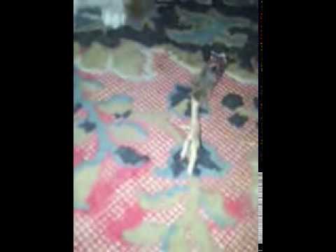 LoL Small Kitties  Iz it juz& my kitty     Or all kitties eat