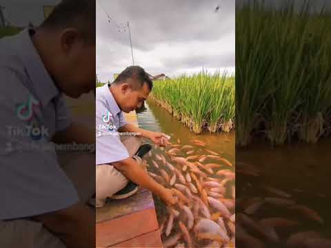 Challenge 20 K di Svarga Mina Padi Smart Fisheries Village Desa Panembangan, SFV Panembangan