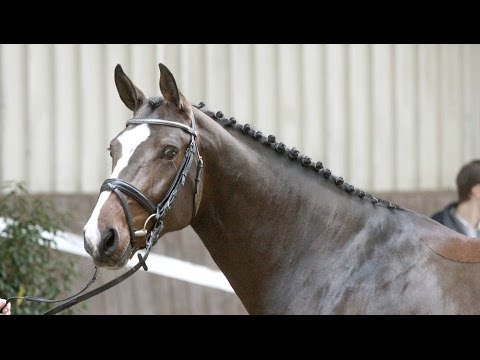 Holsteiner Stute von Quintero - Caretino
