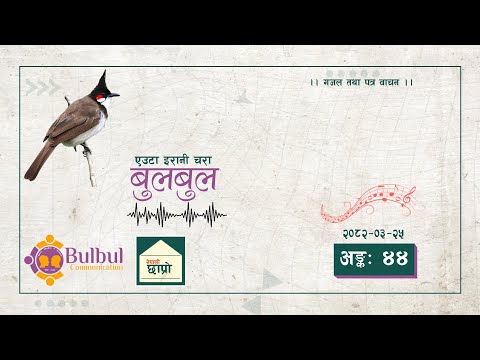 BULBUL 044 | बुलबुल - एउटा इरानी चरा || YT Audio Program || Achyut Ghimire Bulbul