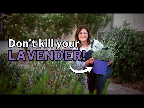 LAVENDER GROWING GUIDE: Best Types + Care Tips for HOT Climates