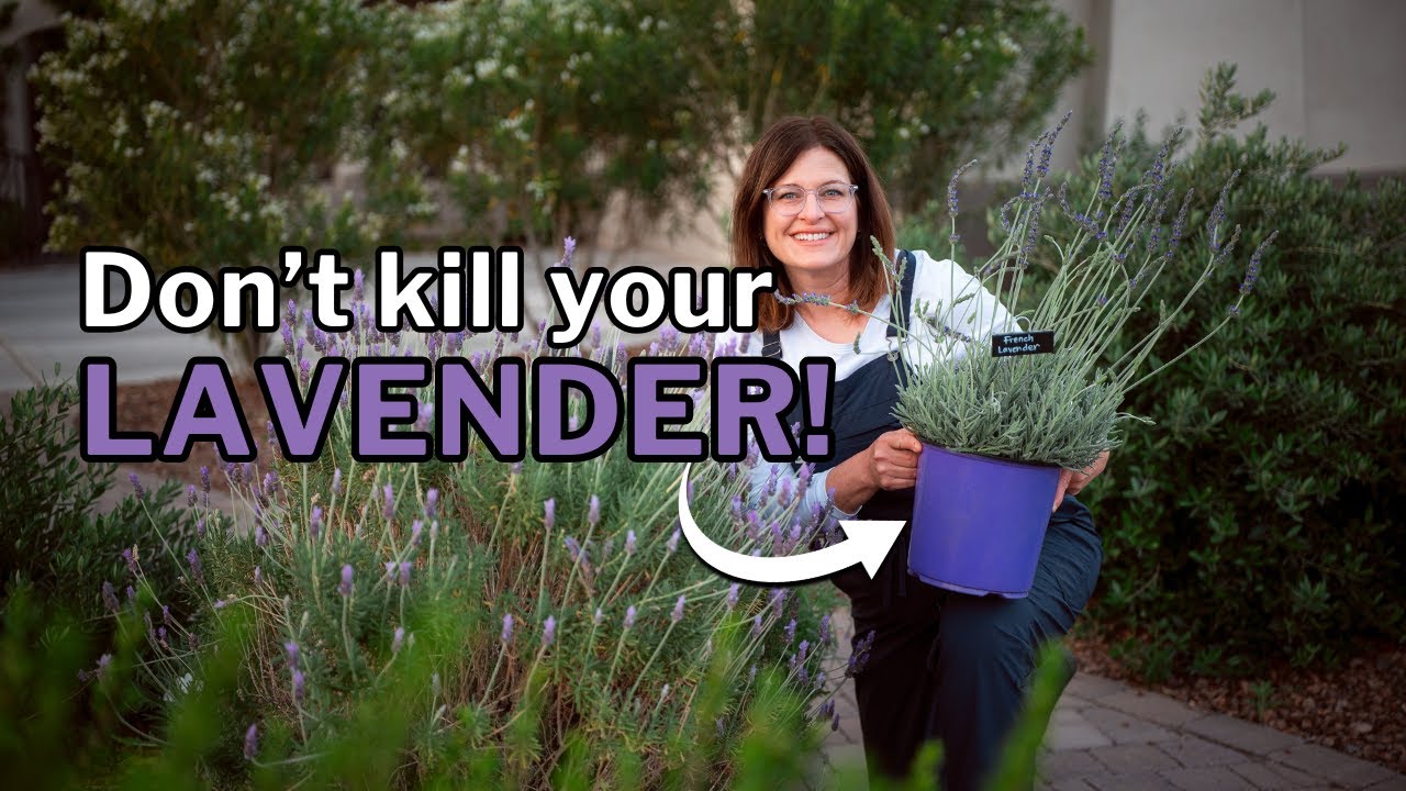 LAVENDER GROWING GUIDE: Best Types + Care Tips for HOT Climates