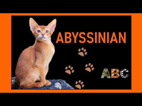 Abyssinian cats - Most active cat breed