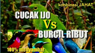 Download lagu Suara Pikat Cucak Ijo Ribut Kombinasi Burcil Pasti Ampuh mp3 Download lagu Suara Pikat Cucak Ijo Ribut Kombinasi Burcil Pasti Ampuh mp3