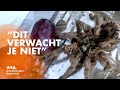 Arnhemmer vindt vogelspin in bak druiven: 'Uitzonderlijk'