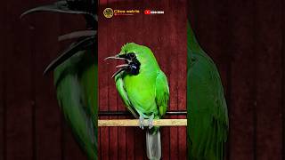 Download lagu Cucak ijo hipper parah 🤙 #shorts mp3 Download lagu Cucak ijo hipper parah 🤙 #shorts mp3