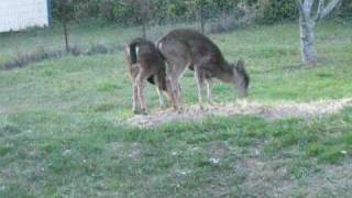 Deer in my back yard in Port Angeles, WA