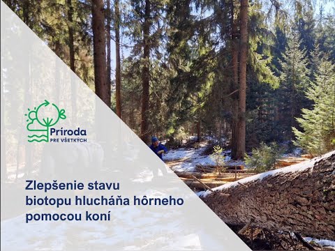 Konskou silou pomáhame hlucháňovi hôrnemu