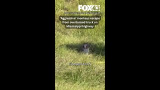 ‘Aggressive’ monkeys escape from overturned truck on Mississippi highway