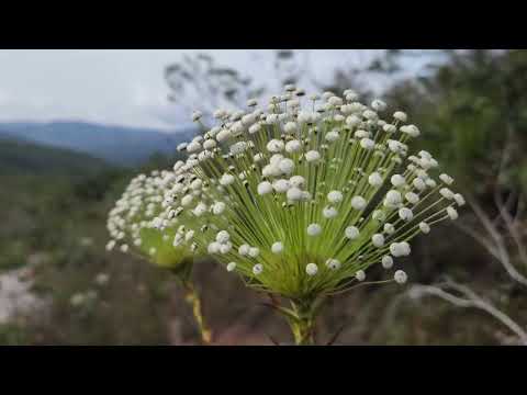Cachoeira Andorinhas e Cachoeira da Naná em Morro do Pilar MG com @uai_trekking