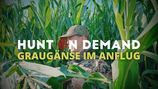 Graugänse im Anflug 🌾 Jagd an der Nordseeküste von@Freunde_der_Jagd