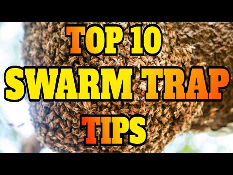 Top 10 Tips for Catching Honeybees Swarms #swarmtrap