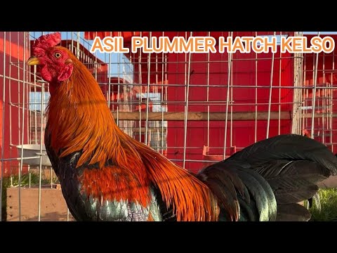 Asil Plummer Penny Ruble Hatch Kelso Albany RED NEWARK FARM Tony Mtz Beautiful Birds
