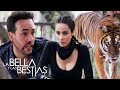 Beauty And The Beasts Isabela Causes El Colombiano To Be Killed By A Tiger