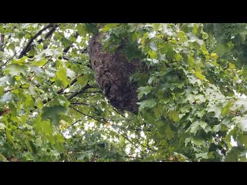 That's a Large Bald-Faced Hornets Nest in Monroe Township, NJ