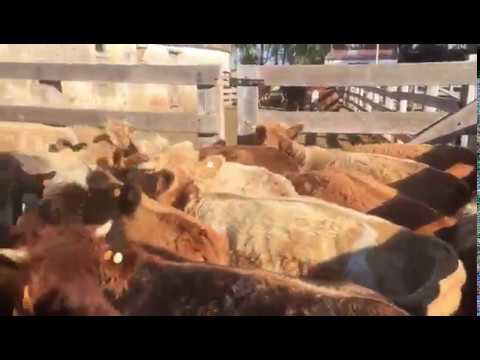 60 Novillos a remate