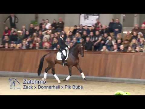 Blue Hors Zatchmo 2014