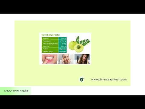 ASCORBIG /AMLA POWDER, 100 gm