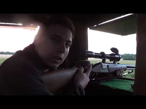 Jagen auf Sauen am Mais