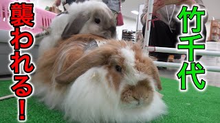 うさぎの竹千代、うさぎのイベントで襲われる！？ラビットカーニバルに行って来ました！