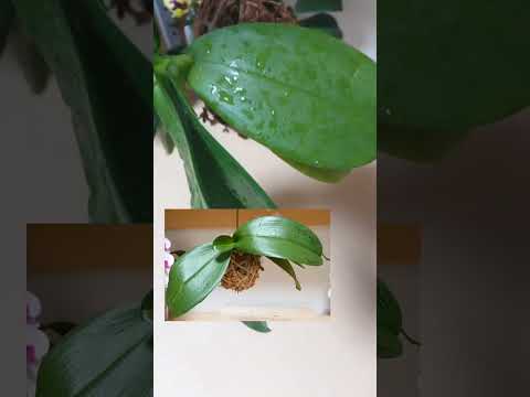 重曹を使って蘭に再び花を咲かせる方法は？すべきこととしてはいけないこと  庭園