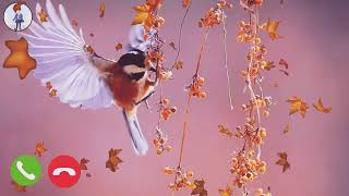 Download lagu 🐦 Bird Ringtone | New Mobile Ringtone | Sad Ringtone | New Instrumental Ringtone 2020 |SMR Ringtone mp3 Download lagu 🐦 Bird Ringtone | New Mobile Ringtone | Sad Ringtone | New Instrumental Ringtone 2020 |SMR Ringtone mp3