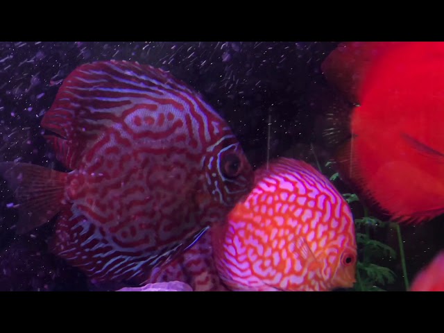 Discus Fish Tank